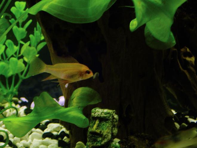 freshwater fish - papiliochromis ramirezi - german gold ram stocking in 55 gallons tank - This is one of my Golden Rams...
