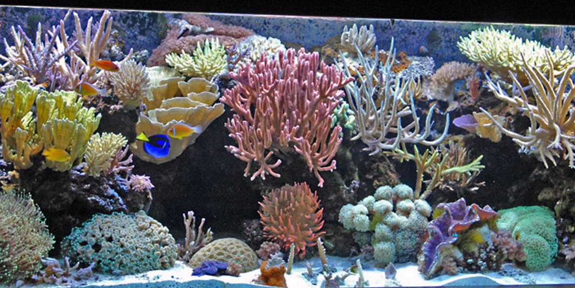 225 gallons reef tank (mostly live coral and fish) - My 225 gallon SPS dominated Mixed Reef