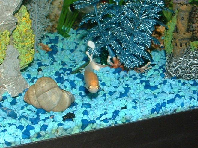 freshwater fish - carassius auratus - red cap oranda goldfish stocking in 30 gallons tank - Feeder