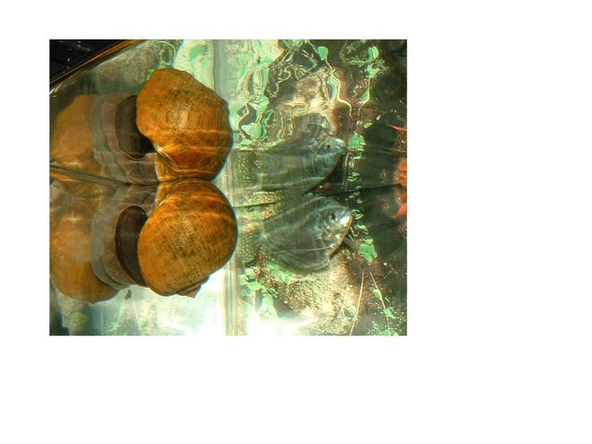 freshwater fish - trichogaster trichopterus - opaline gourami stocking in 30 gallons tank - Apple Snail and Opaline Gourami hanging out in the corner.  Cool reflection from the surface of the water too!