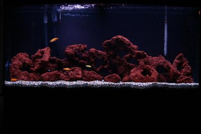 72 gallons freshwater fish tank (mostly fish and non-living decorations) - 72 Gallons Bowfront made by Oceanic , With assorted Cichlids