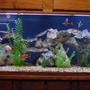 200 gallons freshwater fish tank (mostly fish and non-living decorations) - Central & South American Community!