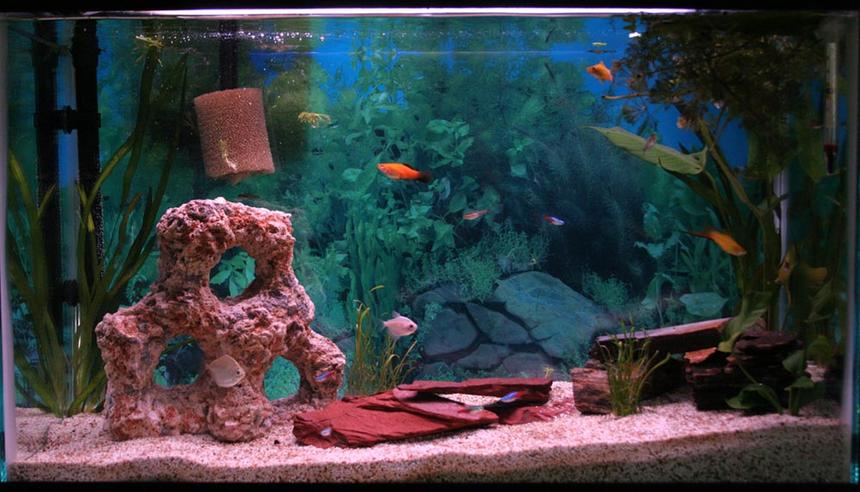 Rated #356: 29 Gallons Freshwater Fish Tank - 29 gal freshwater
(in) 30x12x19
eclipse filter
not a bit of a clue on the lighting
stealth heater
random thermometer
month old tank