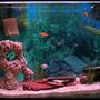 29 gallons freshwater fish tank (mostly fish and non-living decorations) - 29 gal freshwater (in) 30x12x19 eclipse filter not a bit of a clue on the lighting stealth heater random thermometer month old tank