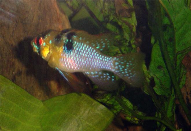 freshwater fish - papiliochromis ramirezi - german blue ram stocking in 55 gallons tank - this is a good look at one of my german rams...