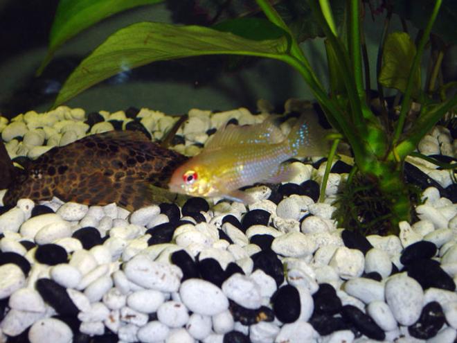 freshwater fish - papiliochromis ramirezi - german gold ram stocking in 55 gallons tank - pic of my larger golden ram..