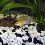 freshwater fish - papiliochromis ramirezi - german gold ram stocking in 55 gallons tank - pic of my larger golden ram..