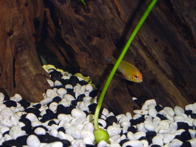 freshwater fish - papiliochromis ramirezi - german gold ram stocking in 55 gallons tank - pic of my smaller, not as colorful, godlen ram...

he is next to my onion plant...
