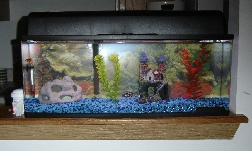 Rated #397: 7 Gallons Freshwater Fish Tank - This one is a Bookself aquarium and it measures 23.75 inches wide,
11 inches deep and 9 inches high. It has a source of light on the top and a filter which hangs on the back side of the aquarium. 
An artifical rock, a chaute, Two Artificial plants, one Dalmatian Molly, three Zebra Danio and one Red Fire Guppy .