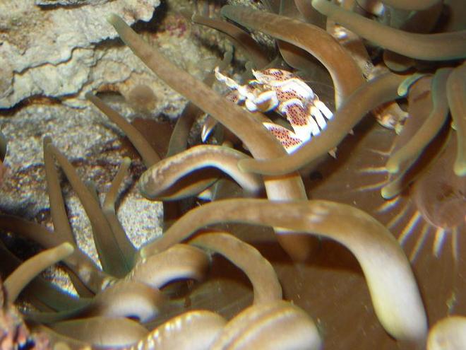 corals inverts - neopetrolisthes ohshimai - porcelain anemone crab stocking in 450 gallons tank - -ACRO CRAB-