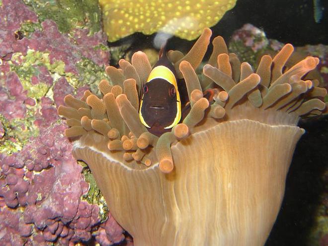 saltwater fish - premnas biaculeatus - maroon clownfish stocking in 450 gallons tank - -MAROONED-