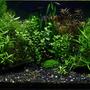 29 gallons planted tank (mostly live plants and fish) - "Dream of insane gardener" bopoco@o2.pl