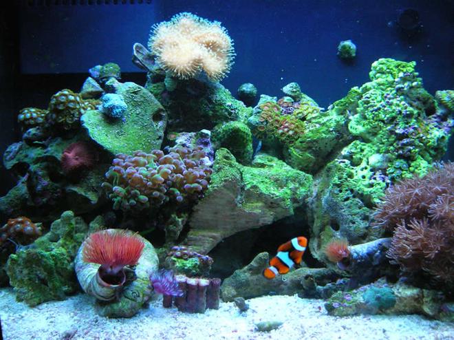 12 gallons reef tank (mostly live coral and fish) - Full tank Shot