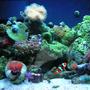 12 gallons reef tank (mostly live coral and fish) - Full tank Shot