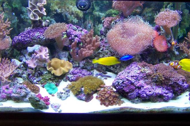 75 gallons reef tank (mostly live coral and fish) - pic of my 75 gallon tank