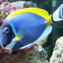 saltwater fish - acanthurus leucosternon - powder blue tang stocking in 75 gallons tank - one of my powder blue tangs