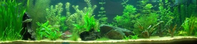 55 gallons planted tank (mostly live plants and fish) - Full front view 55 gal planted lo-tech tank.