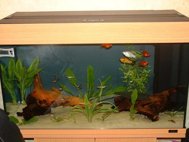 33 gallons freshwater fish tank (mostly fish and non-living decorations) - 2.5ft long
27 uk gallon (33 US gallon) community tank
4 Neon Tetras, 3 Harelquin Rasboras, 3 Black Phantom Tetras, 5 X-Ray Tetras, 4 glowlight tetras, 3 bamboo/wood shrimp, 3 Mollies, 2 Otos, 2 Zebra Danios , 4 Bronze Corys, 3 Albino Corys,  3 Peppered Cory, 1 Panda Cory, 1 Whiptail catfish, 1 Apple Snail and 1 African Dwarf Frog.