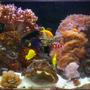 180 gallons reef tank (mostly live coral and fish) - 180 gal 2yr old tank