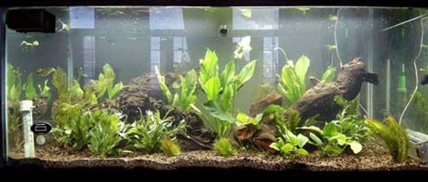 Rated #82: 75 Gallons Planted Tank - 75 Galllon Planted 
5 Dwarf Hairgrass.
2 Anubias nana
1 Anubias bateri-Large
4 Amazon Sword-Large, Potted
4 Temple Narrow Leaf
4 Anacharis
1 Ruffle Plant-Medium
2 Madagascar Lace
1 Marble Queen Radican