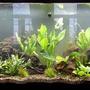 75 gallons planted tank (mostly live plants and fish) - 75 Galllon Planted 5 Dwarf Hairgrass. 2 Anubias nana 1 Anubias bateri-Large 4 Amazon Sword-Large, Potted 4 Temple Narrow Leaf 4 Anacharis 1 Ruffle Plant-Medium 2 Madagascar Lace 1 Marble Queen Radican