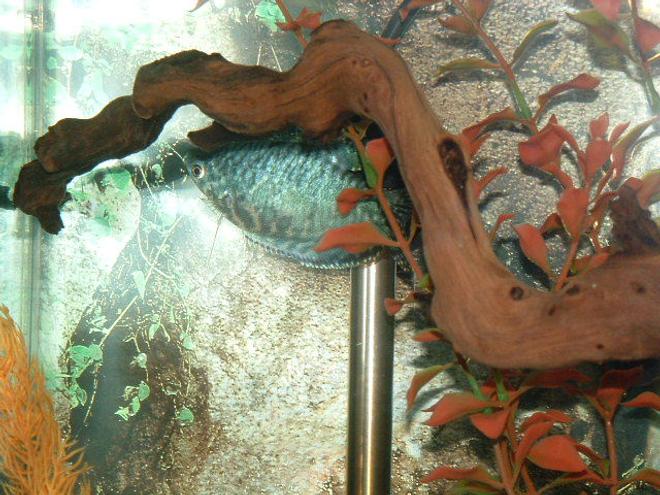 freshwater fish - trichogaster trichopterus - opaline gourami stocking in 30 gallons tank - This is my Opaline Gourami.  She is just over a year old now.  Here she is hiding in her new favorite spot behind a piece of drift wood.