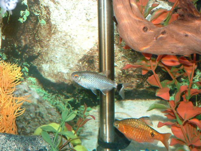 freshwater fish - barbus denisonii - denison barb stocking in 30 gallons tank - This is my Rosey Barb hanging out with my Red Eye Tetra.  I got them together and they have made a school with my newer Phantom Tetra and the lucky feeder.