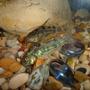 freshwater fish - corydoras paleatus - peppered cory cat stocking in 100 gallons tank - 2 peppered corys