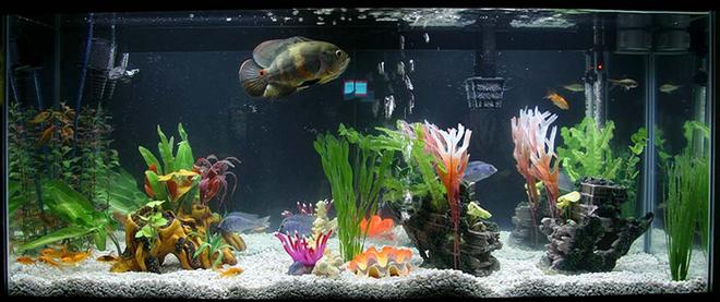 55 gallons freshwater fish tank (mostly fish and non-living decorations) - Walmart 55 Gallon