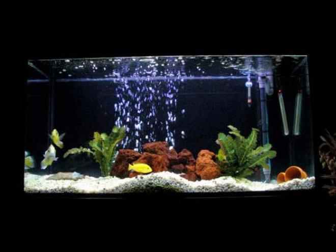 50 gallons freshwater fish tank (mostly fish and non-living decorations) - cichlid tank