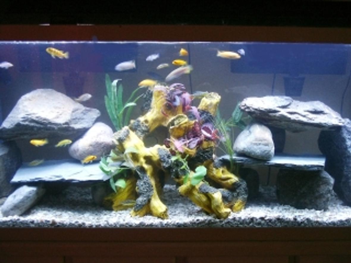 55 gallons freshwater fish tank (mostly fish and non-living decorations) - assorted africans
