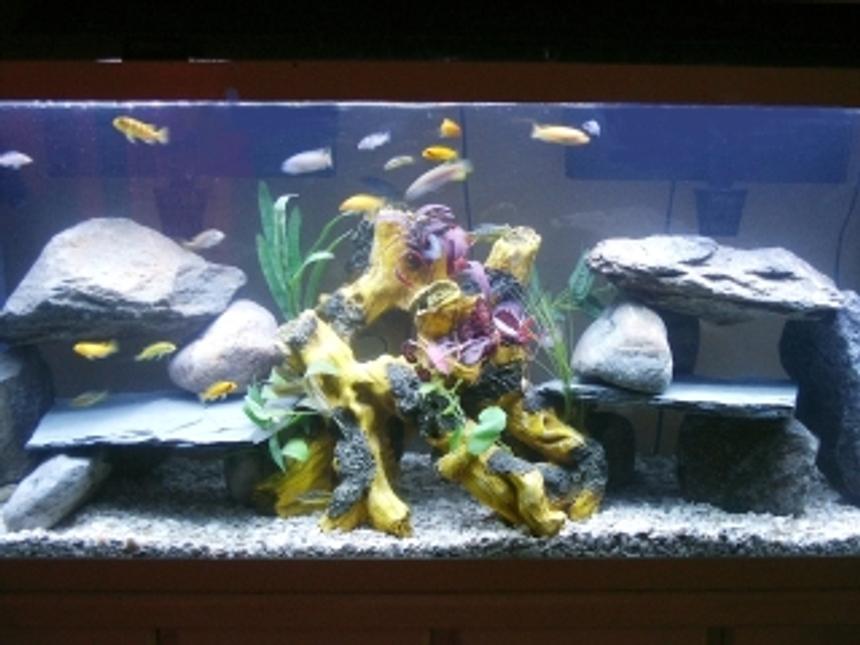 Rated #205: 55 Gallons Freshwater Fish Tank - assorted africans