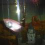 freshwater fish - helostoma temmincki - kissing gourami stocking in 90 gallons tank - Pink Kissing Gourami