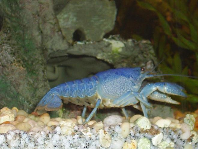 corals inverts - procambarus sp. - hammers cobalt blue lobster stocking in 90 gallons tank - Blue Lobster.  Eventhough it's technically a crayfish because it's freshwater.  Still a very vibrant coloured creature.