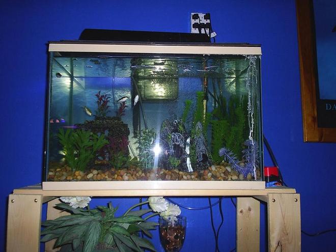 90 gallons freshwater fish tank (mostly fish and non-living decorations) - 20 Gallon Figure 8 Pufferfish.  Species Only Tank.  Aquaclear 200 Filter.  Airstone as well in this tank.