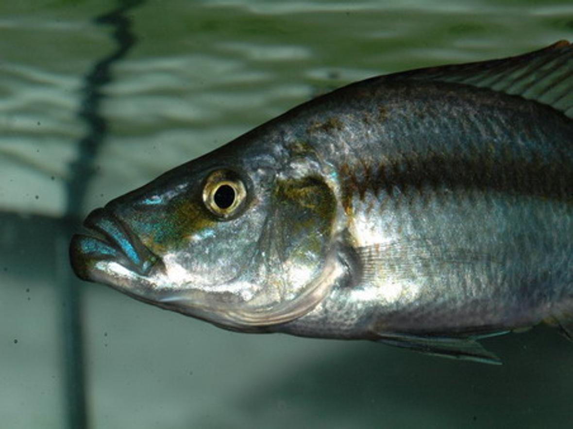 freshwater fish - dimidiochromis compressiceps - compressiceps cichlid stocking in 75 gallons tank - Didimichromis compressiceps-so called Malawi Eye Biter in my 55 gallon mixed Malawi tank. Young male