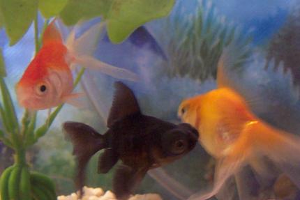 freshwater fish - carassius auratus - black moor goldfish stocking in 2 gallons tank - Gold members :-)