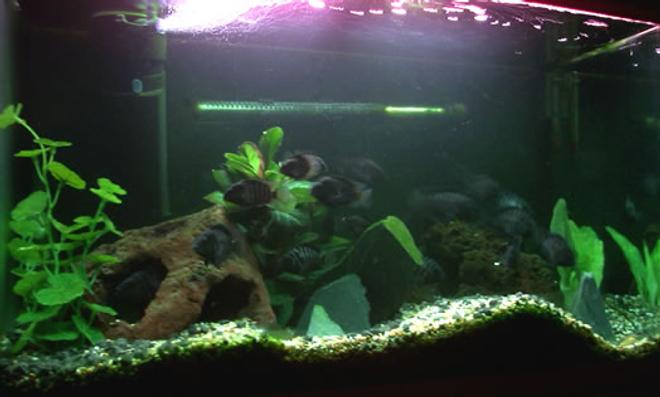 20 gallons freshwater fish tank (mostly fish and non-living decorations) - My Convict Cichlid tank setup, a breeding pair and about 30 young. one of the adults can be seen in the back left just through the hole in the rock, the pair insist on laying the eggs on the bottom of the filter (not sure why). This makes maintenance more difficult that it should be, as can be seen in the picture the fish have moved the gravel around a lot (it was flat when I first put it in). The tank is mainly beingused until I set up my Rio 400, however I still enjoy keeping this tank and convicts are really interesting fish but very terrotorial, infact the breeding pair killed off another 4 convicts before they bred, however they seem happy with the young in there.

You can see the heater quite clear in the picture however when stood up it cant be seen, I used to have it higher but a couple of fish kept sitting in between it at the top of the water.

The tank bed is a mixture of white stone and black, slowly fading from one to another, this gives a really effectiver tank floor. There are two largish rocks in the tank both with 3 holes each that meet in the middle, and then theres 4 pieces of slate along with a mixture of plants to creating plenty of hiding places for the fish (when ou move sharply they all disappear then all reappear) if there isnt enough room for all the fish to hide then there isnt enough hiding space!

The plants are obviously syntetic to convict keepers as they have a fun habbit of destroying plants for fun.