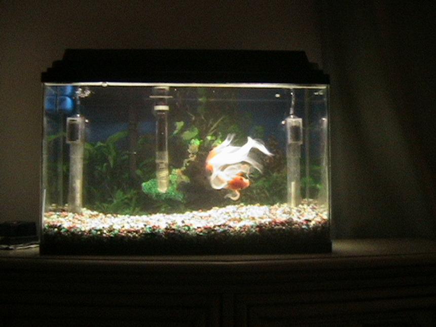 Rated #388: 10 Gallons Freshwater Fish Tank - George, the family pet. He is a 6 year old Fancy tail Gold fish rescued from a pirana owner.
He is trained to eat from human hand and likes his belly rubbed.