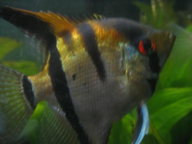 freshwater fish - pterophyllum scalare - angelfish stocking in 55 gallons tank - male angel