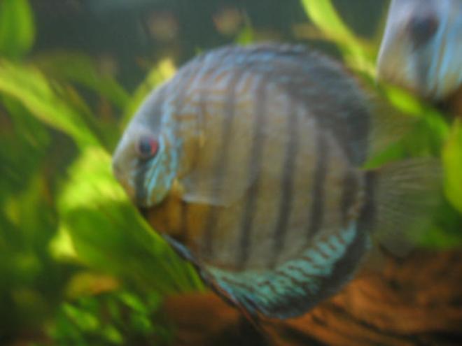 freshwater fish - symphysodon aequifasciata - green discus stocking in 55 gallons tank - discus