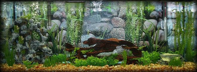 55 gallons planted tank (mostly live plants and fish) - My fish paradise :)