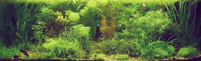 100 gallons planted tank (mostly live plants and fish) - My planted aquarium