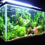 planted tank (mostly live plants and fish) - my 29 gallon, soon to have discus, maybe.. 130 watts, DIY co2.. woot.
