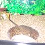 saltwater fish - taeniura lymma - blue dot stingray stocking in 125 gallons tank - motoro sting ray