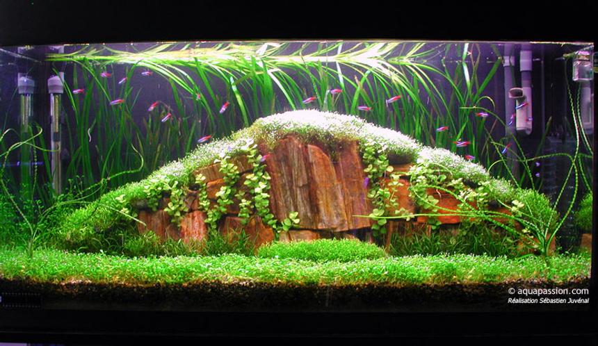 Rated #4: Planted Tank - Tank 35 gall  
36X12X18
Light 4X30W 
Fluval 204
2XCO2 nutrafin
Special project for an amano style tank. . A great challenge.

Glossostigma, riccia fluitans, vallisneria spiralis, Lysicmachia aurea, lileaopsis novaezelandiae, Crinum calamistratum

Neon tetra, amano shrimp