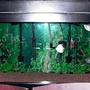 125 gallons freshwater fish tank (mostly fish and non-living decorations) - 125 gallon