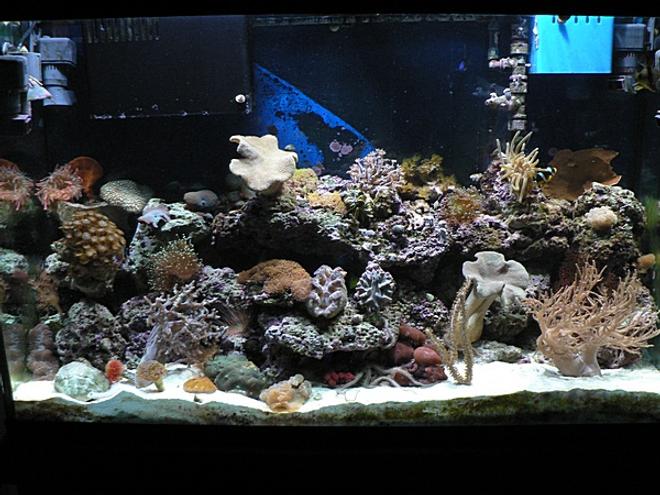 110 gallons reef tank (mostly live coral and fish) - reef tank