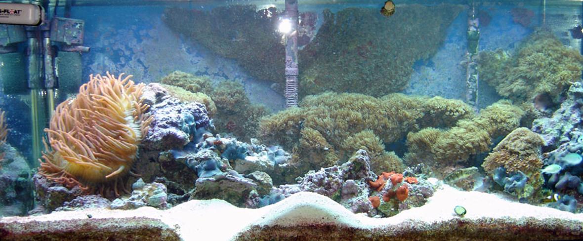75 gallons reef tank (mostly live coral and fish) - 75 gal saltwater