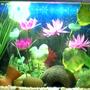 15 gallons freshwater fish tank (mostly fish and non-living decorations) - freshwater tank
